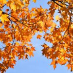 a tree with yellow leaves