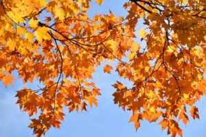 a tree with yellow leaves