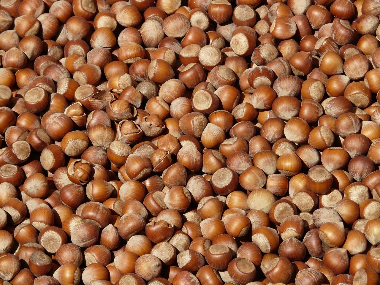 hazelnuts, nuts, food, snack, produce, harvest, organic, healthy, nutrition, fruit, hazelnuts, nuts, nuts, nuts, nuts, nuts